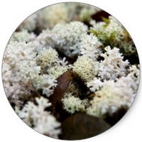 Cladonia Rangiferina