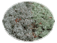 Cladonia Rangiferina