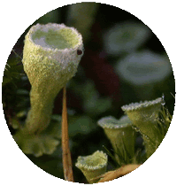 Cladonia Fimbriata