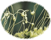 Funaria Hygrometrica