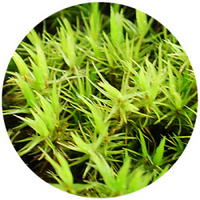 Musgo - Green Moss