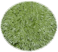 Musgo Acerico: Leucobryum Glaucum - Pin cushion moss