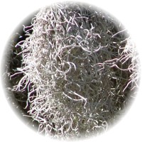 Tillandsia Usneoides - Spanish Moss