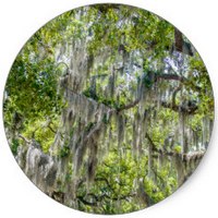 Tillandsia Usneoides - Spanish Moss