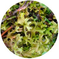 Cetraria Islandica