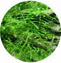 Taxiphyllum Barbieri