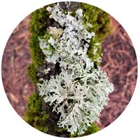 Oakmoss - Evernia Prunastri