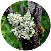 Oakmoss - Evernia Prunastri