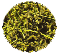 Rhytidiadelphus Loreus