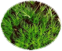 Musgo escoba: Dicranum Scoparium - Moss
