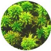 Sphagnum Magellanicun
