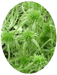 Sphagnum Palustre