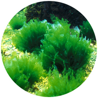 Ulva Armoricana - Alga de Jade