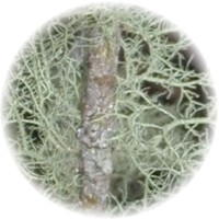 Usnea