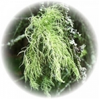 Lichen