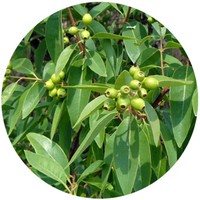 Amyris Balsamifera