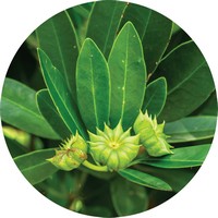 Star Anise - Illicium Verum