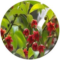 Illicium Lanceolatum