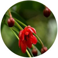 Illicium Lanceolatum