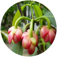 Illicium Henryii