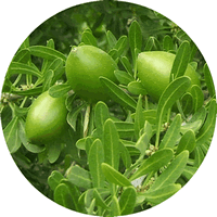 Argania Spinosa