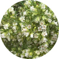 Eremophillia Mitchelli - Buddha Wood