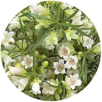 Eremophillia Mitchelli - Buddha Wood