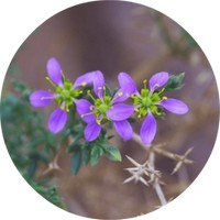 Agonis Fragrans - Fragonia