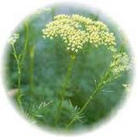 Galbano - Ferula Gummosa