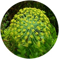 Galbano - Ferula Galbaniflua