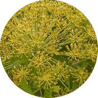 Galbano - Ferula Gummosa