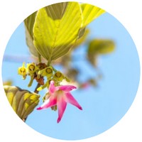 Dipterocarpus Turbinatus