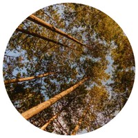 Dipterocarpus Turbinatus