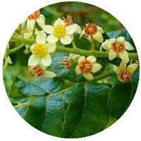 Boswellia Sacra