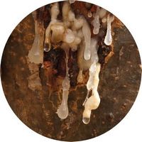 Silver Frankincense - Boswellia