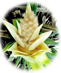 Pandanus Odoratissimus