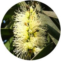 Melaleuca