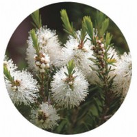 Melaleuca