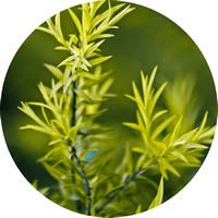 Melaleuca - Tea Tree