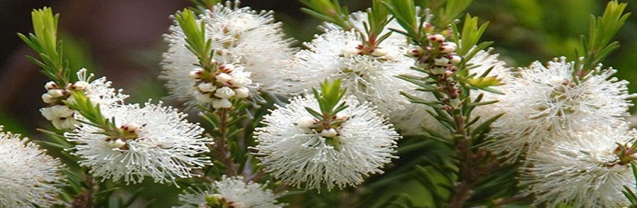 Melaleuca