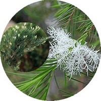 Melaleuca Alternifolia