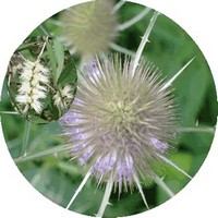 Melaleuca Alternifolia