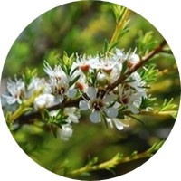 Melaleuca Alternifolia