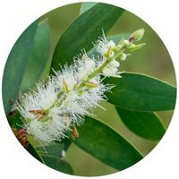 Melaleuca Alternifolia