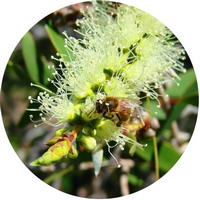Aceite de Melaleuca Alternifolia