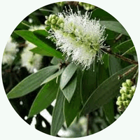 Melaleuca Acutifolia