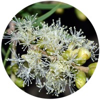 Melaleuca Cajeputi