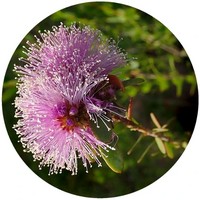 Melaleuca Ericifolia