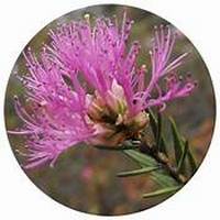 Melaleuca Ericifolia - Rosalina