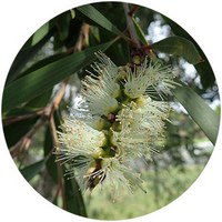 Niauli - Melaleuca Quinquenervia